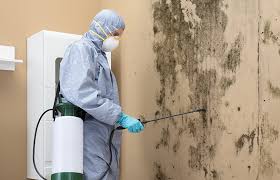 Best Mold Damage Restoration  in Pepperdine University, CA